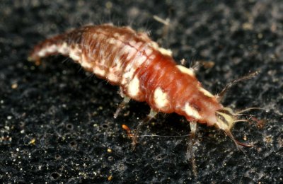 Lacewing Larva in Gall 040607 9r.jpg