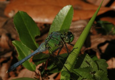 Dragon Fly Eastern Pondhawk 040607 026r.jpg