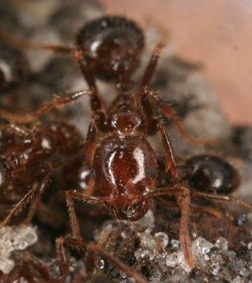 Fire ant 040907 021r.jpg