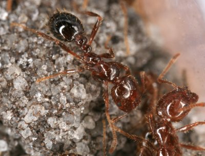 Fire Ant 040907 010r.jpg