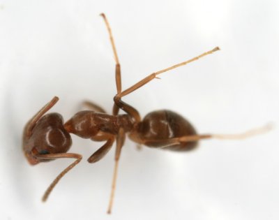 Argentine Ant 052007b 015.jpg