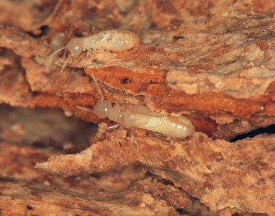 Termite_Eastern Sub9457r2.jpg