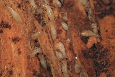 Termite_Eastern Sub9488r.jpg