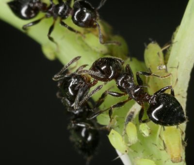 Acrobat Ant passing foodr.jpg