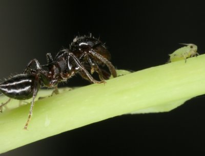 Acrobat Ant_Aphid 052607 055r.jpg