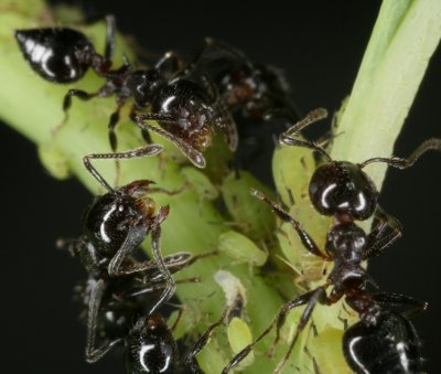 Acrobat Ant passing food2r.jpg
