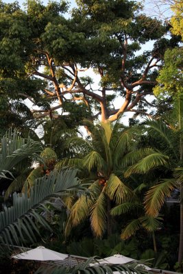 Key West Oldest Kapok Tree 060307 142r.jpg