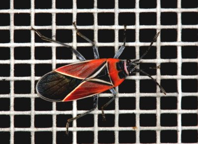 Hemiptera