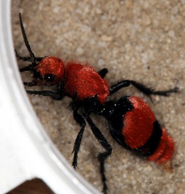 Velvet Ant 061607 023r.jpg