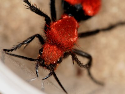 Velvet Ant 061607 040r.jpg