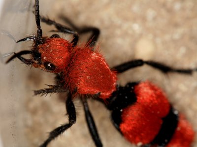 Velvet Ant 061607 039r.jpg