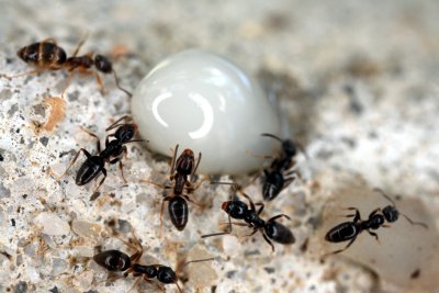 Odorous House Ant NY14r.jpg