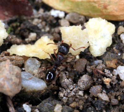 Pavement Ants from NY 4r2.jpg