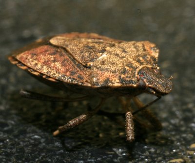Stink Bug NJ 023r.jpg