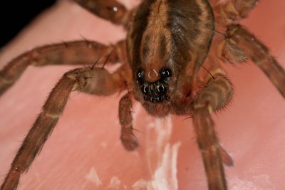 Wolf Spider 016r1.jpg