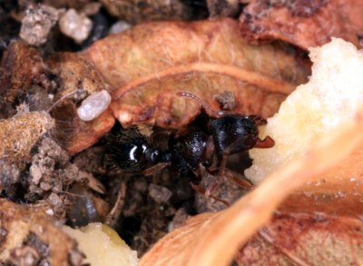 Pavement Ants from NY 7r.jpg