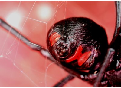 Black Widow 071107 108r.jpg