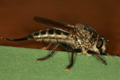 Robber Fly 072907 091r.jpg