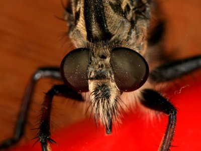 Robber Fly 072907 116r.jpg