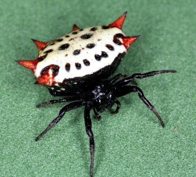 Spiny-Orb Weaver 072907 1r.jpg