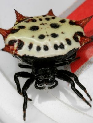 Spiny-Orb Weaver 072907 12r.jpg
