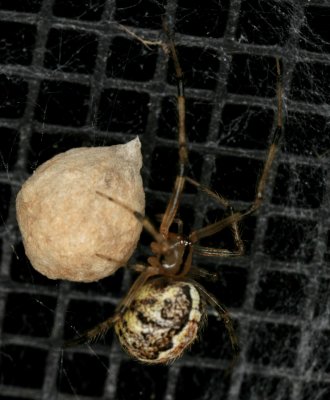 Spotted Orb Weaver 072707 12r.jpg