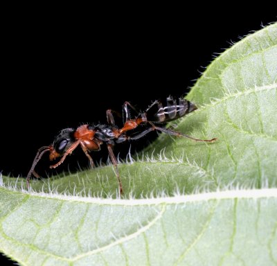 Mexican Twig Ant Pseudomyrmex 072207a 003br2.jpg
