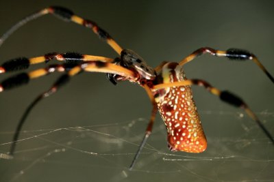 Golden Silk Spider 080507b 075r.jpg
