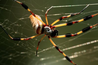 Golden Silk Spider 080507b 084r.jpg