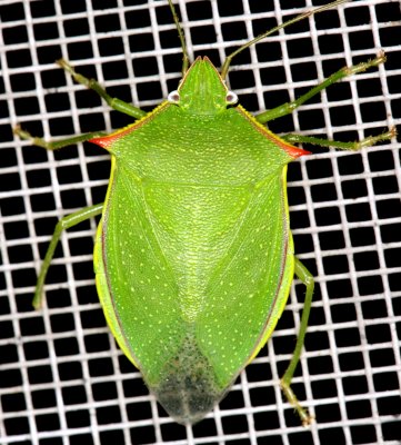 Stink Bug  080507 001r.jpg