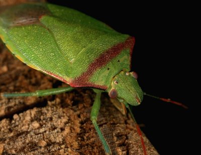 Stink Bug_Green 072607 5r.jpg