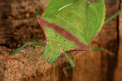 Stink Bug_Green 072607 7r.jpg