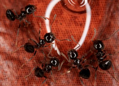 Acrobat Ants 081207 037r.jpg