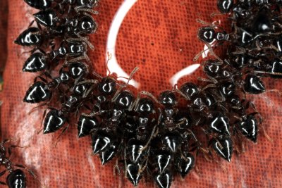 Acrobat Ants 081207 r.jpg