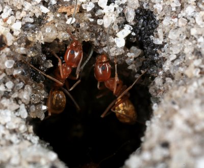 Pyramid Ant 081207 011r.jpg