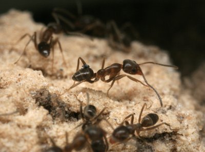 Caribbean Brown Crazy Ant 081707a 026r.jpg