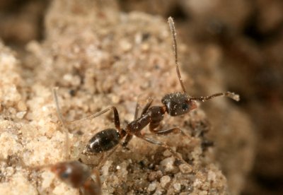 Caribbean Brown Crazy Ant 081707a 051r.jpg