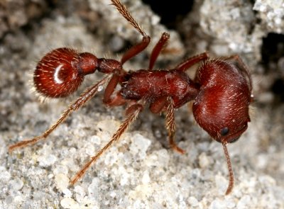 Harvester Ant 082607c 047r.jpg