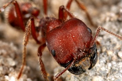 Harvester Ant 082607c 074r.jpg