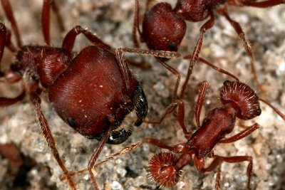Harvester  Ant 082607c 079r.jpg