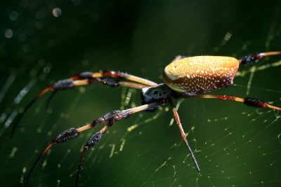 Golden Silk Spider 091107 055r.jpg