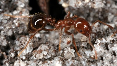 Fire Ant 090907 031r.jpg