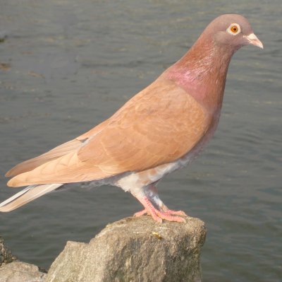 Pink bird in Windsor