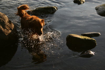 Jasper