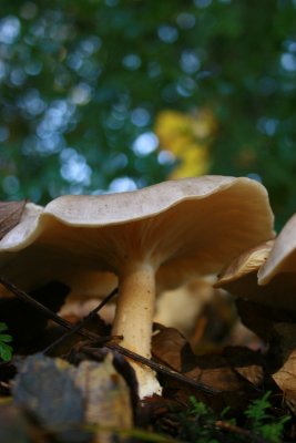IMG_3024.JPG