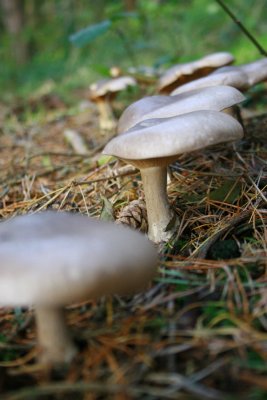 IMG_3079.JPG