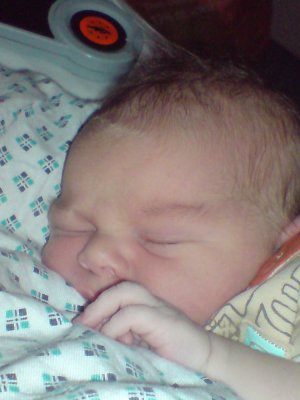 zander