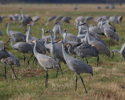 Field of Sandhill Cranes