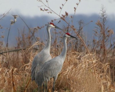 Pair of Sandhill Cranes