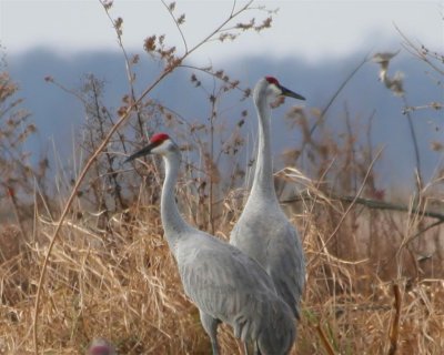 Sandhill Cranes